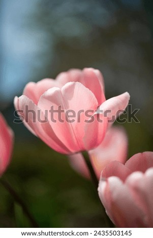 pink tulips in dramatic spring light on a pictorial defocused background