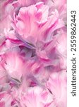 Pink tulips  flower and petals. 
 Floral   background. Closeup. 