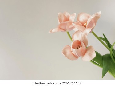 Pink tulips flowers close up on beige  background with copy space. Floral template. Botanical fine art poster. - Powered by Shutterstock
