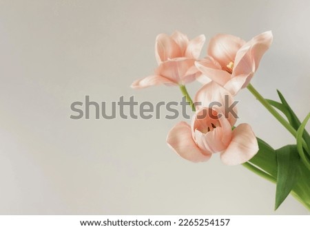 Pink tulips flowers close up on beige  background with copy space. Floral template. Botanical fine art poster.