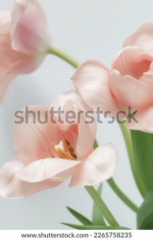 Pink tulips flowers close up on beige  background . Floral card. Botanical fine art poster.
