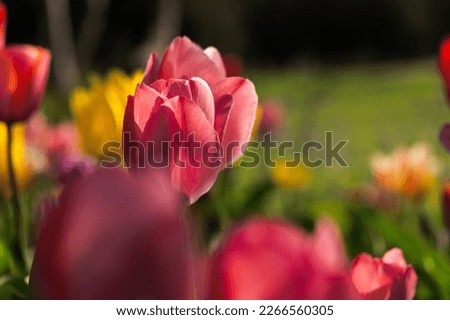 Pink tulips garden close-up in the bright rays of the sun. Delicate spring flowers bloomed in the garden. Natural colorful background of the park. A postcard of delicate flowers. Mother's Day Concept Stock photo © 