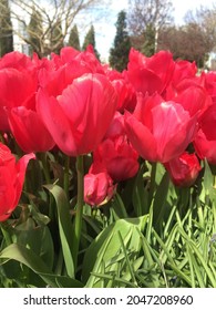 Pink Tulips Garden. Tulipa Barcelona  
Tulipmania (tulipomania )