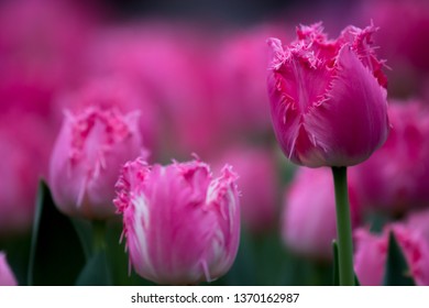 
pink tulips growing in the garden - Shutterstock ID 1370162987
