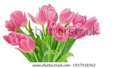 Pink tulips isolated on white background. Spring tulip  flowers. Easter or Valentine's day greeting card.