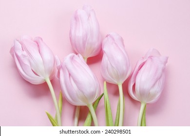 Pink Tulips On Pink Background