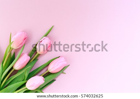 Pink tulips on the pink background. Flat lay, top view. Valentines background. Horizontal,