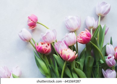 Pink tulips on gray abstract background.