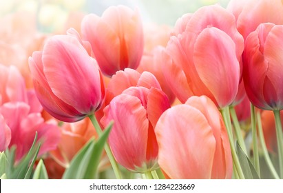 Pink tulips in pastel coral tints at blurry background, closeup. Fresh spring flowers in the garden with soft sunlight for your horizontal floral poster, wallpaper or holidays card.