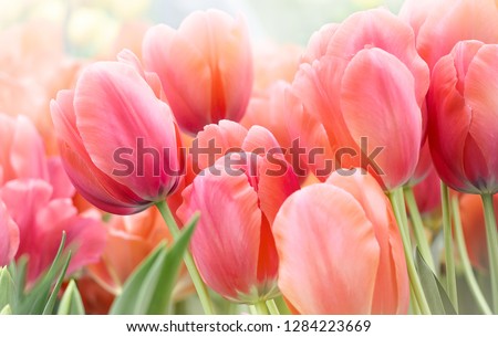 Pink tulips in pastel coral tints at blurry background, closeup. Fresh spring flowers in the garden with soft sunlight for your horizontal floral poster, wallpaper or holidays card.