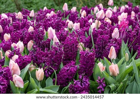 pink tulips and purple hyacinths blooming in a garden