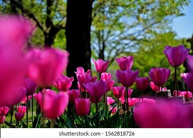 5,926 Sunshine through flower Images, Stock Photos & Vectors | Shutterstock