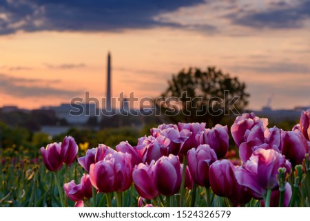 Pink Tulips at sunrise with Blurred Washington DC skyline in background, summer in Washington DC