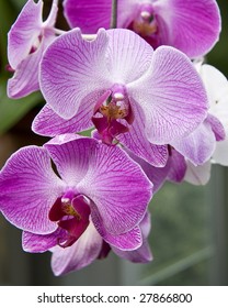 Pink Twilight Orchids At The Krohn Conservatory In Cincinnati, OH, USA