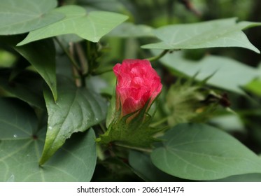 A Pink Upland Cotton Flower (Gossypium Hirsutum) In The Garden