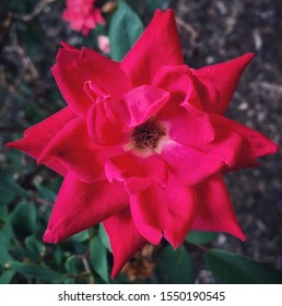 Pink Flower—taken In Valparaiso, Indiana