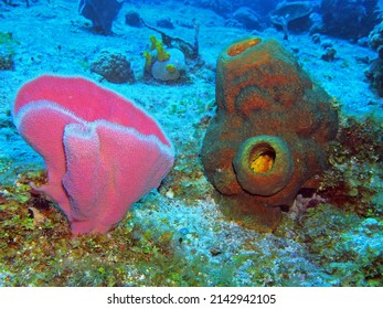 Pink Vase Sponge In Caribbean Sea Near Cozumel Island, Mexico