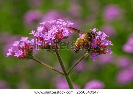 Pink verbena, Purple verbena, Purple flowers.