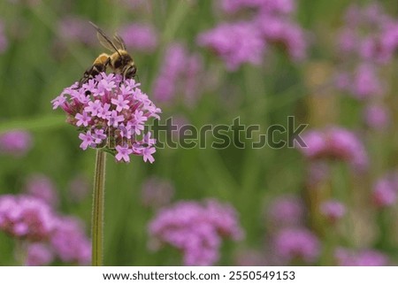 Pink verbena, Purple verbena, Purple flowers.