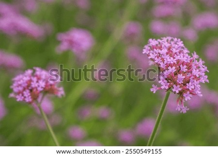 Pink verbena, Purple verbena, Purple flowers.