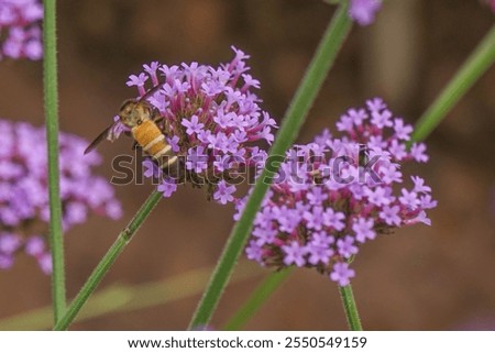 Pink verbena, Purple verbena, Purple flowers.