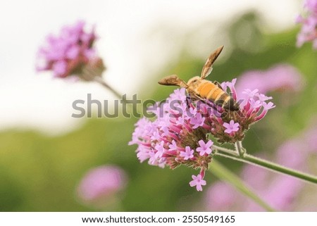 Pink verbena, Purple verbena, Purple flowers.