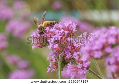 Pink verbena, Purple verbena, Purple flowers.