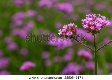 Pink verbena, Purple verbena, Purple flowers.