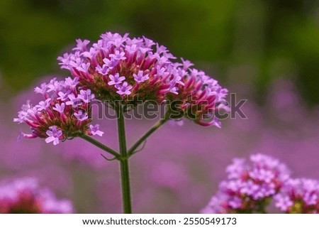 Pink verbena, Purple verbena, Purple flowers.