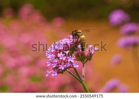 Pink verbena, Purple verbena, Purple flowers.