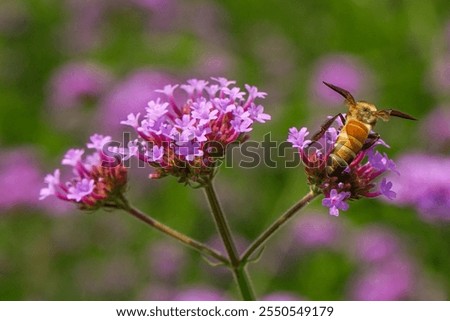 Pink verbena, Purple verbena, Purple flowers.