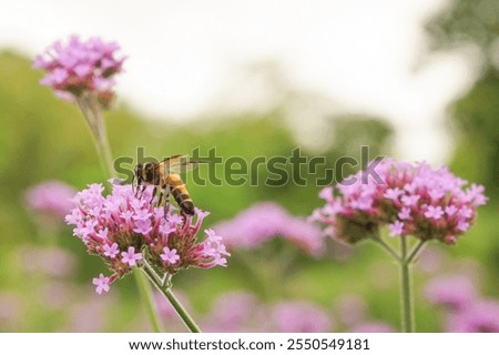 Pink verbena, Purple verbena, Purple flowers.