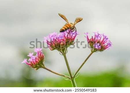 Pink verbena, Purple verbena, Purple flowers.