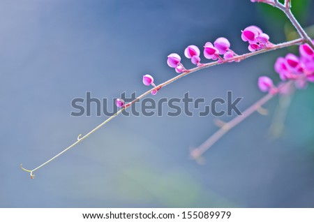 Similar – Blüte mit Tröpfchen Leben