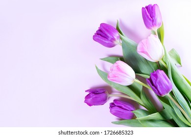 Pink and violet blooming tulips flowers row over plain pink background