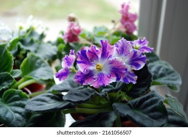 Pink Violet Blue Potted Flower African Violet , Varieties - PT Junaja Pastuszka