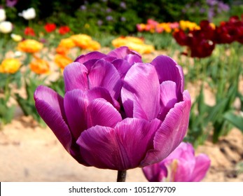 Pink violet bud of tulip, macro shot of bud, close-up shot of tulip close-up in blooming spring garden, spring bud, texture of each petal of purple tulip