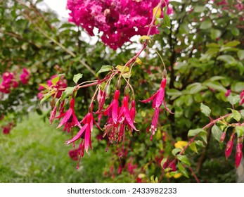 Pink and violet flower head of Fuchsia coccinea (fuschia, lady's eardrop) beginning to blossom and flower with yellow stamens in full inflorescence with raindrop on petals hanging on branch in garden 
