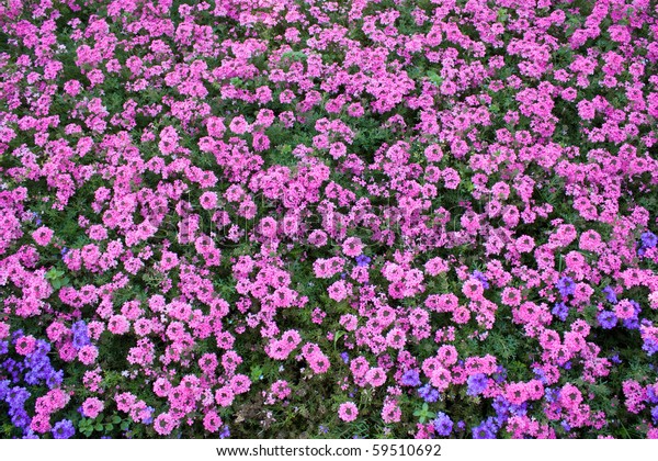 Pink Violet Flowers Shot Above Foto de ...