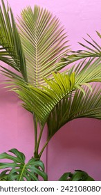 Pink wall adorned with vibrant green palm leaves, a tropical touch for a lively atmosphere.