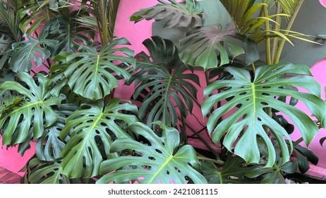 Pink wall with elegant green balazo leaves, a perfect blend of nature and style.
