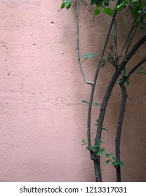 Pink Wall Museo De Frida Kahlo Mexico City