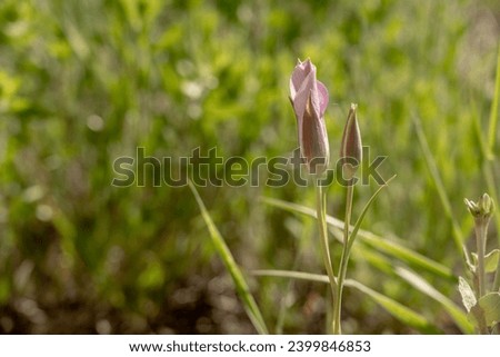 Pink Wandering Sego Lilies in Field Woven Tightly at Dawn in Zion