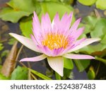 Pink water lilies blooming in the middle of a pond