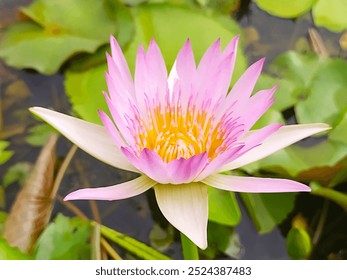 Pink water lilies blooming in the middle of a pond - Powered by Shutterstock