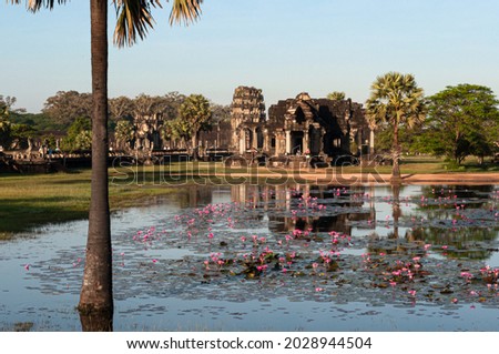 Pink water lilies decorate the lake in front of the temple in the Angkor Wat district