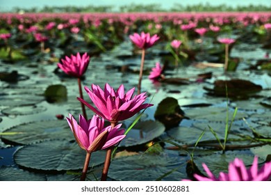 Pink water lilies of Malarikkal, a major tourist attraction. - Powered by Shutterstock