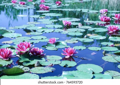 Pink Water Lilies (Nymphaeaceae) with Green Leaves on a Small Pond
