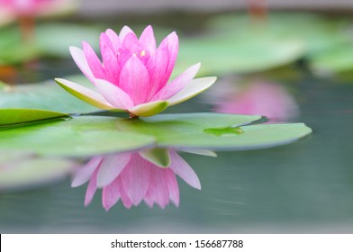 Pink Water Lily