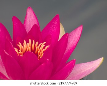 Pink Water Lily Close Up